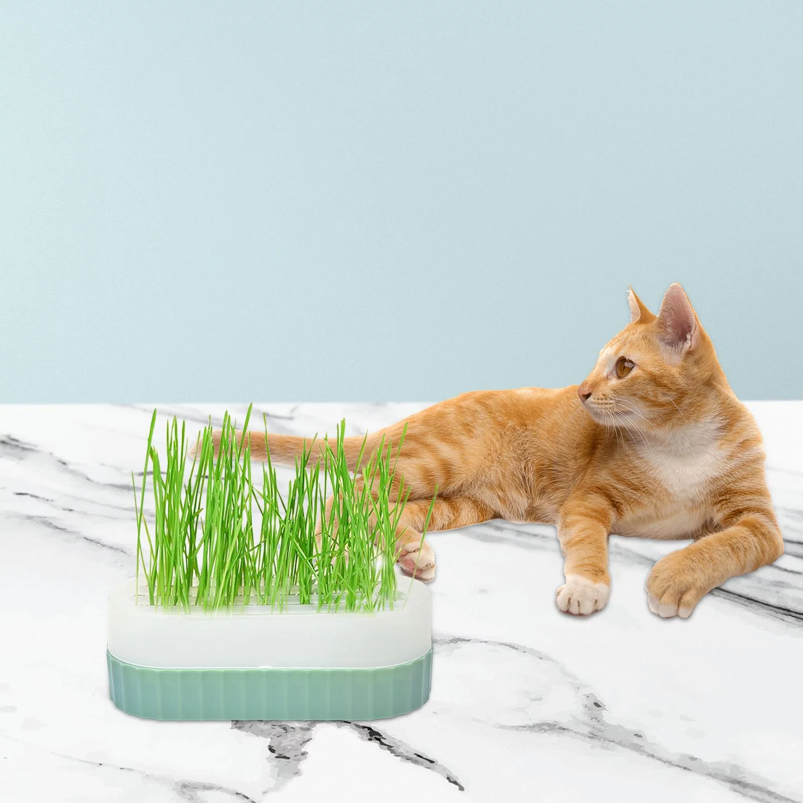 Plants Trays Cat Snack Tray Cats Green