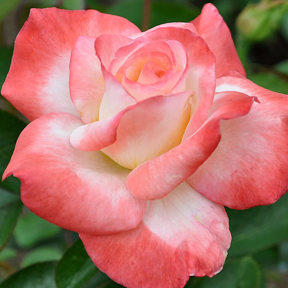 Own-Root One Gallon Gemini™® Hybrid Tea Rose by Heirloom Roses