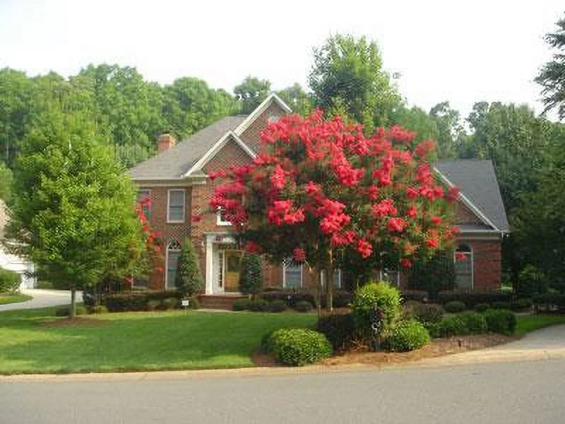 Dynamite Crape Myrtle Tree