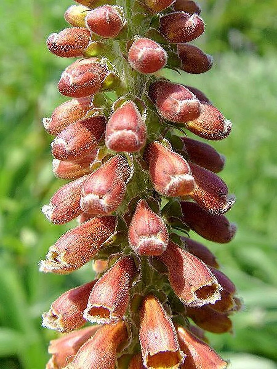 20 MILK CHOCOLATE FOXGLOVE Spanish Digitalis Parviflora Red Brown Flower Seeds