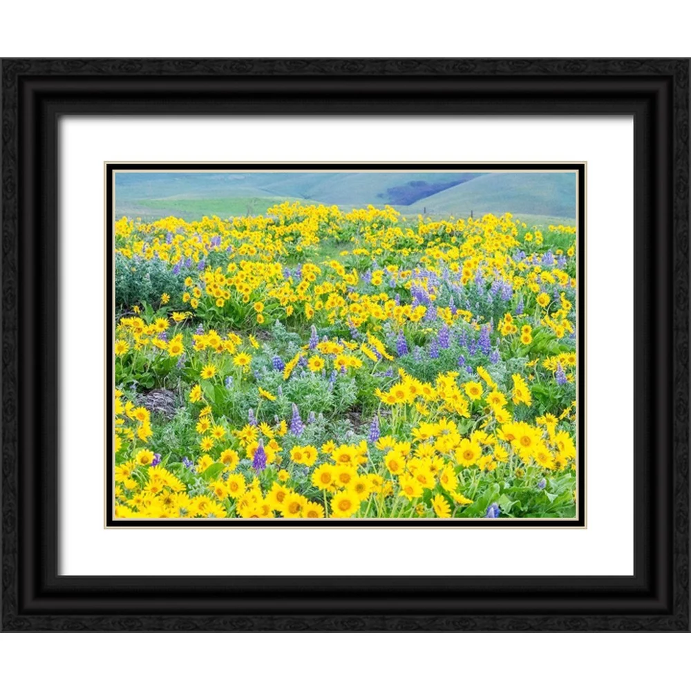 Gulin, Sylvia 32x25 Black Ornate Wood Framed with Double Matting Museum Art Print Titled - Washington State-Dalles Mountain State Park springtime blooming Lupine and Arrow-leaf Balsamroot
