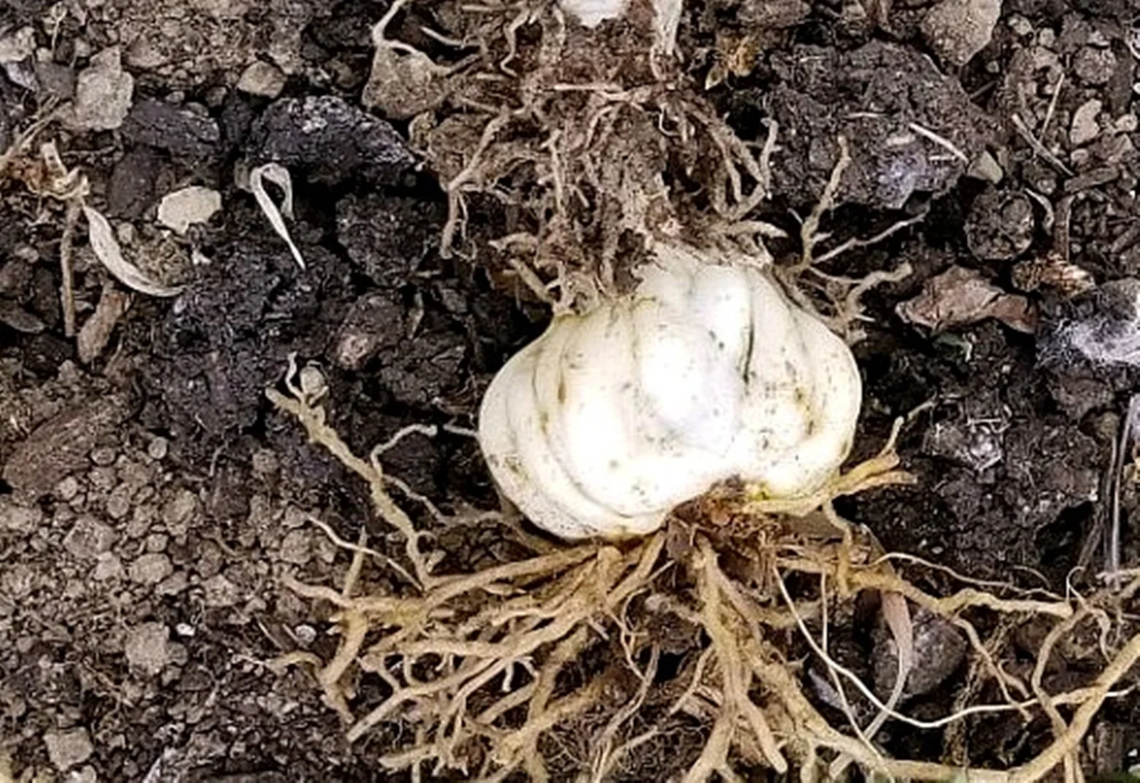 Lily Bulbs, Large Flowers, Flower Bulbs,Tiger Lily Bulbs, Lily Bulbs For Planting Perennials,Lily Bulbs For Sale