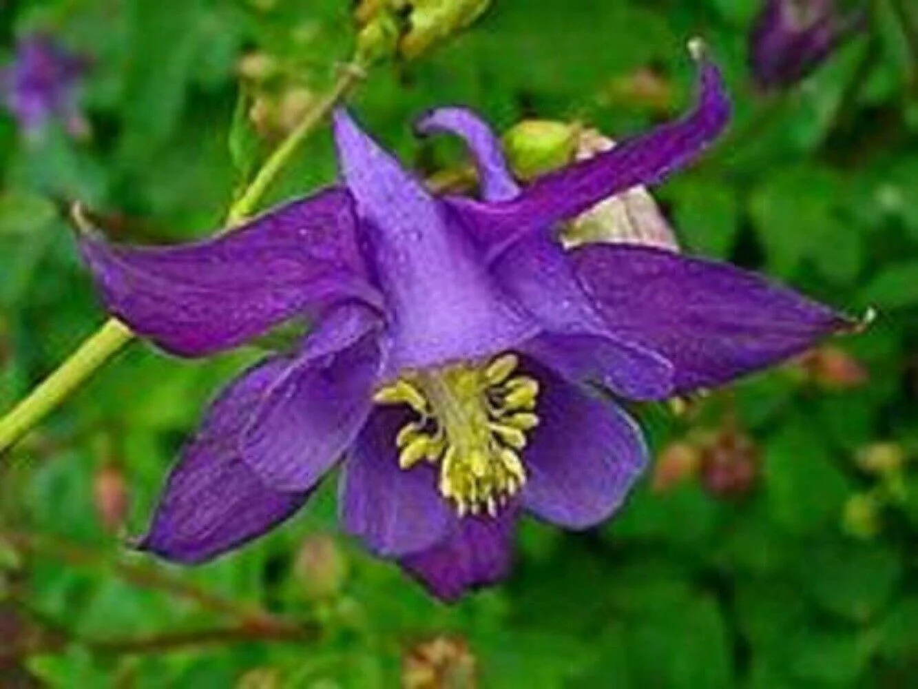 100 PURPLE COLUMBINE Aquilegia Vulgaris Flower Seeds