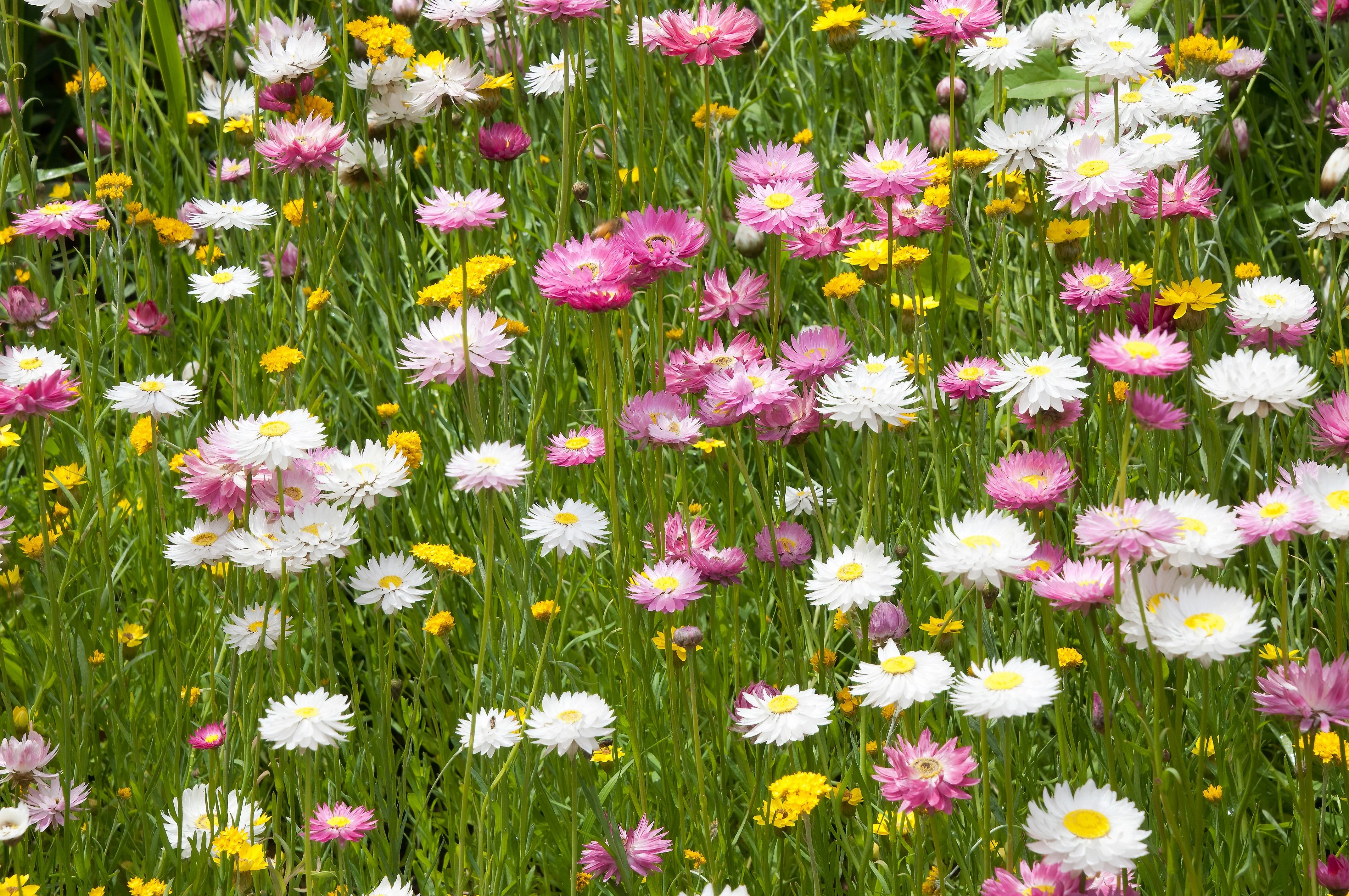 100 MIXED DOUBLE ACROCLINIUM aka Paper Daisy Helipterum Roseum Flower Seeds