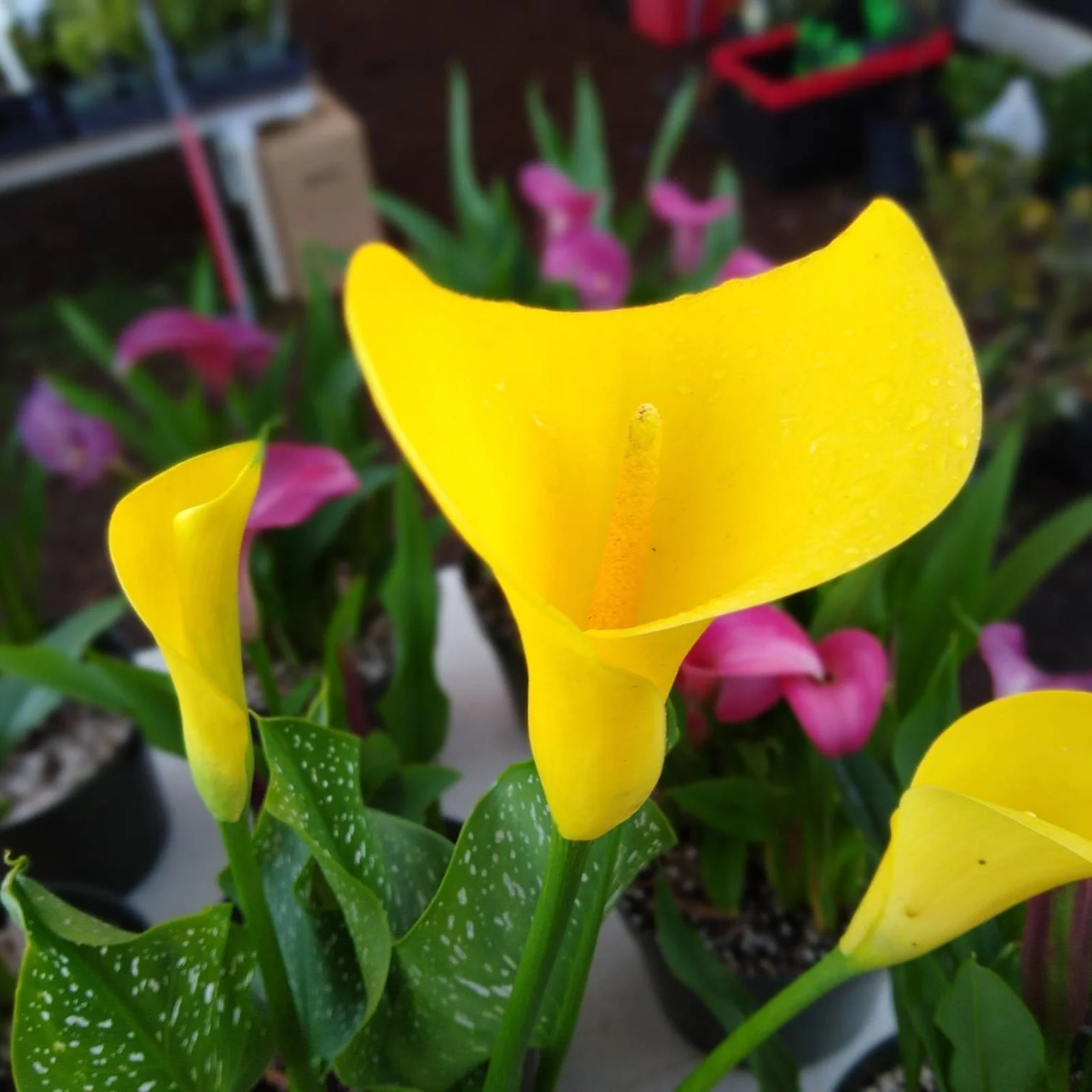 Calla Lily Bulbs, Bulb Flowers,Calla Lily Plant , Calla Lily Bulbs, Suitable For Flower Arrangements, Easy To Care For, Calla Lily Bulbs For Planting, The Flowers Are Large Calla Lily Plants,