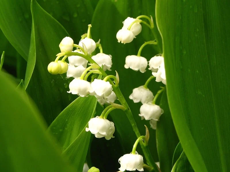 Lily Of The Valley Bulbs, Aromatic Plants ，Perennial Bulbs,Lily Of The Valley Plants Live,Potted PlantsLily Of The Valley Bulbs For Sale