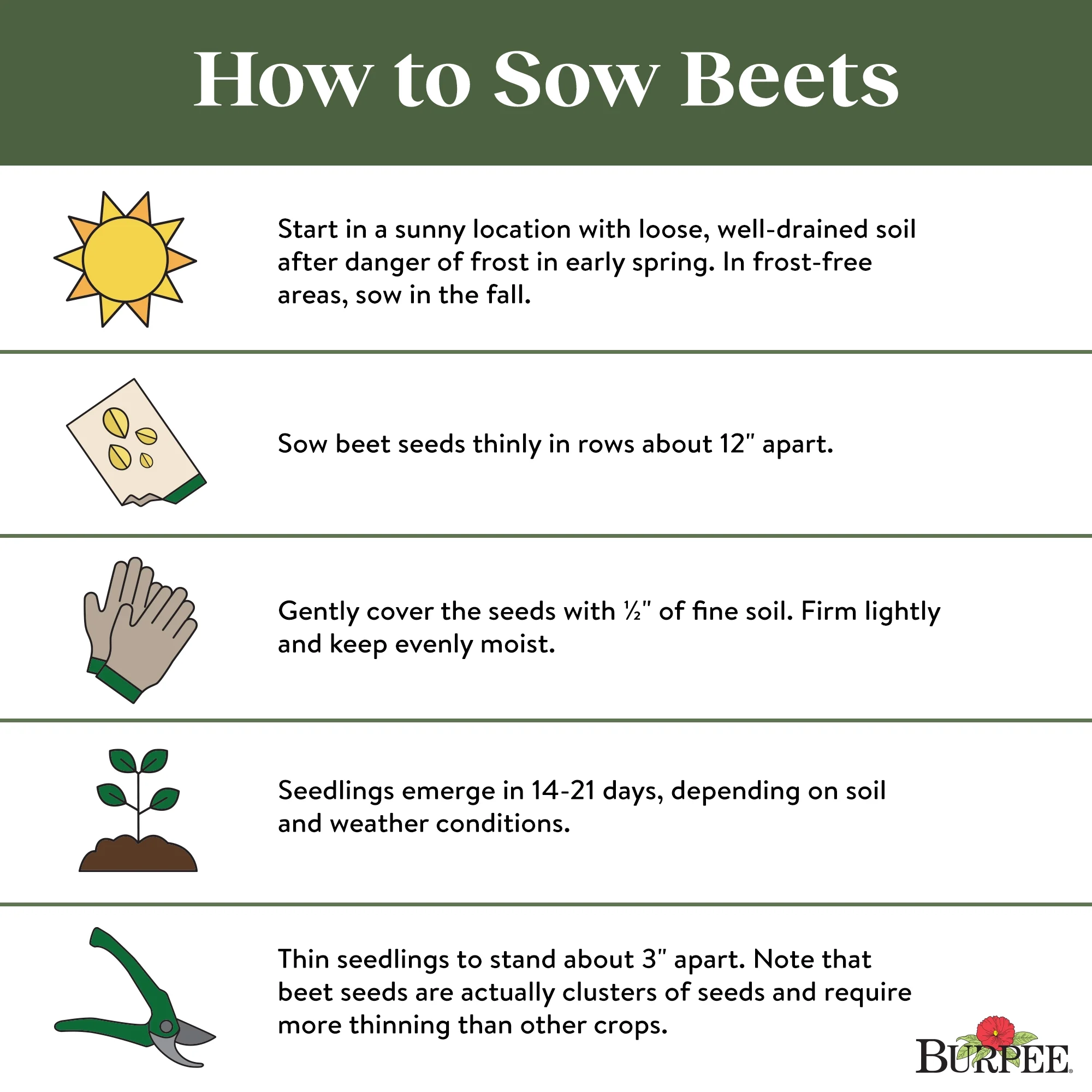 Burpee Medium Top Detroit Dark Red Beet Seeds - Non-GMO, Easy to Grow, Vegetable Gardening Seeds, 5.5g, 1-Pack