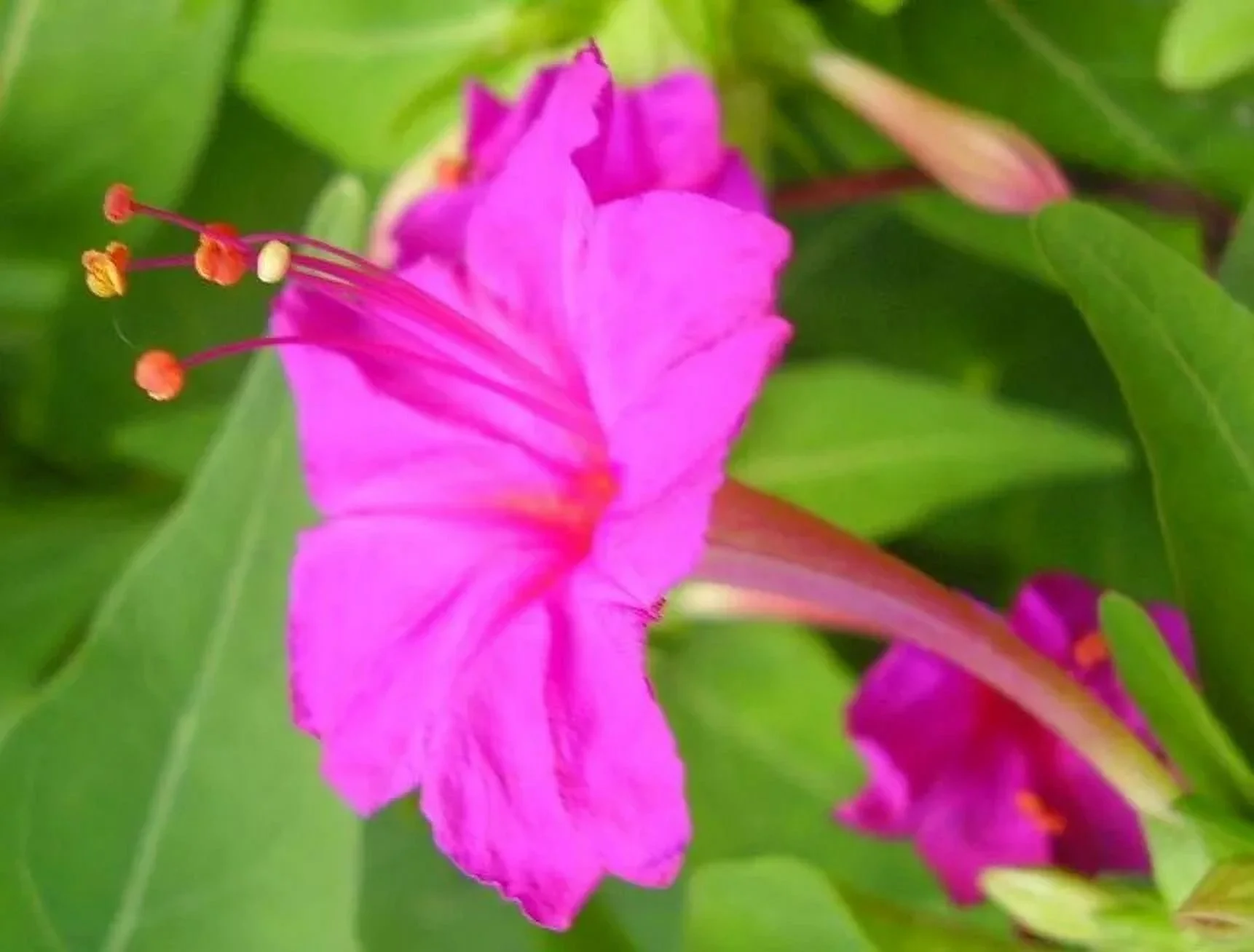 Mirabilis jalapa Pink | 20_Seeds