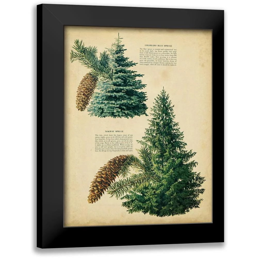 Unknown 12x14 Black Modern Framed Museum Art Print Titled - Colorado Blue Spruce and Norway Spruce