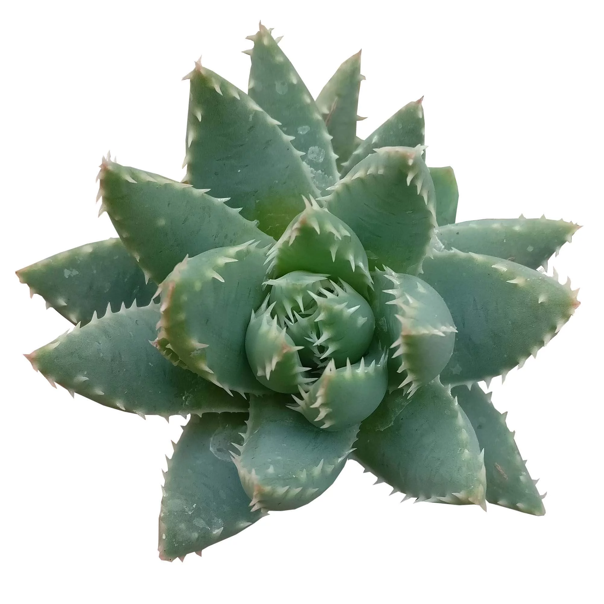Aloe Brevifolia, Short-leaved Aloe, Best Succulent for Beginner 4 inch size with Clay Pot