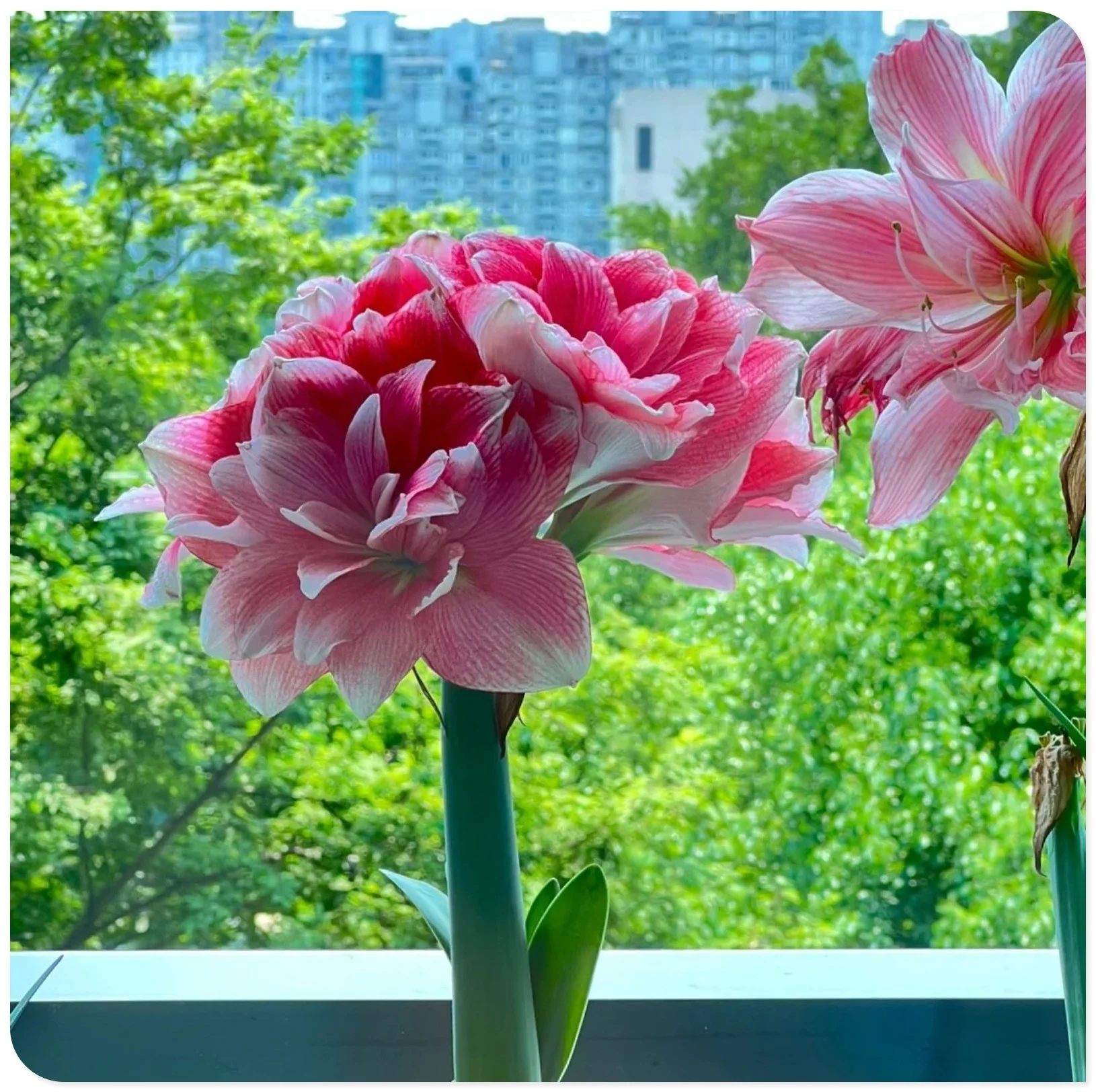 Amaryllis Bulbs For Planting,Amarillos,Amaryllis Bulbs,Amaryllis Pots,Amaryllis Plants For Sale,Iridescent,Amaryllis Belladonna Bulbs,Beautify Environment,Amaryllis Belladonna.