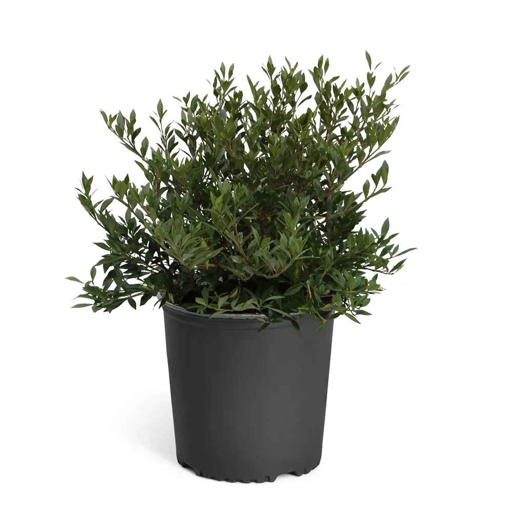 Dwarf Radicans Gardenia Shrub