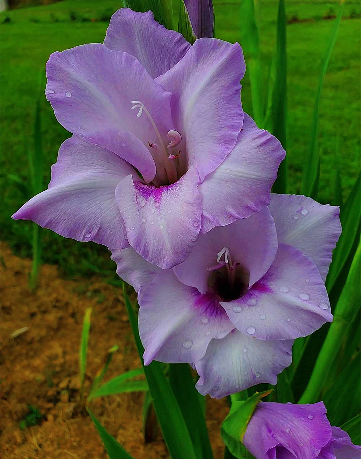 Gladiolus Bulbs, Rainbow Colors, Four-Season Planting, Gardening Enthusiasts, Gladiolus, Many Flowers,Gladiolus Plant，Gladiolus Bulbs For Sale