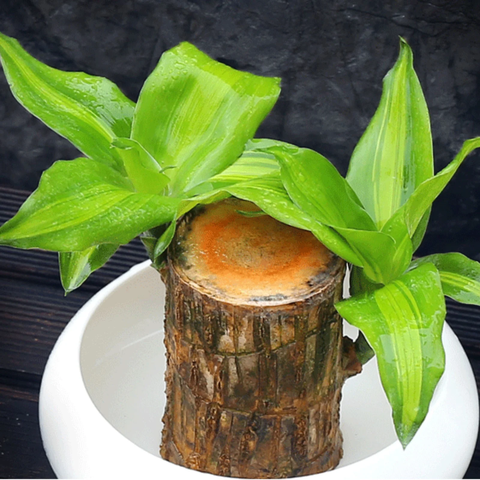 Brazilian Wood,Brazilian Wood Plant,Large Brazilian Wood Plant,Home Decoration,Brazilian Lucky Wood Plant Pot,Brazilian Wood For Sale(Brazilian Wood/Doll And Tray/Potted Plant)