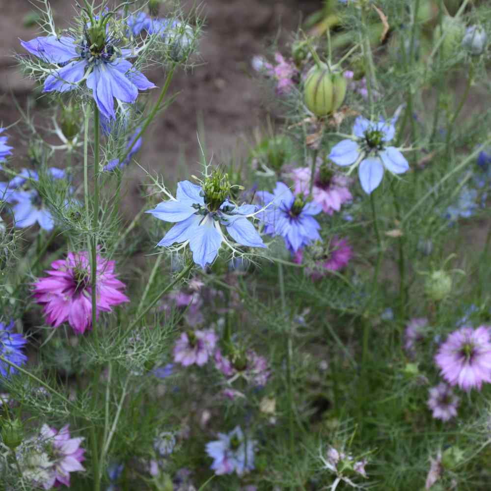 Nigella Seeds - Love-In-A-Mist Flower Seed Mix - 1 LB