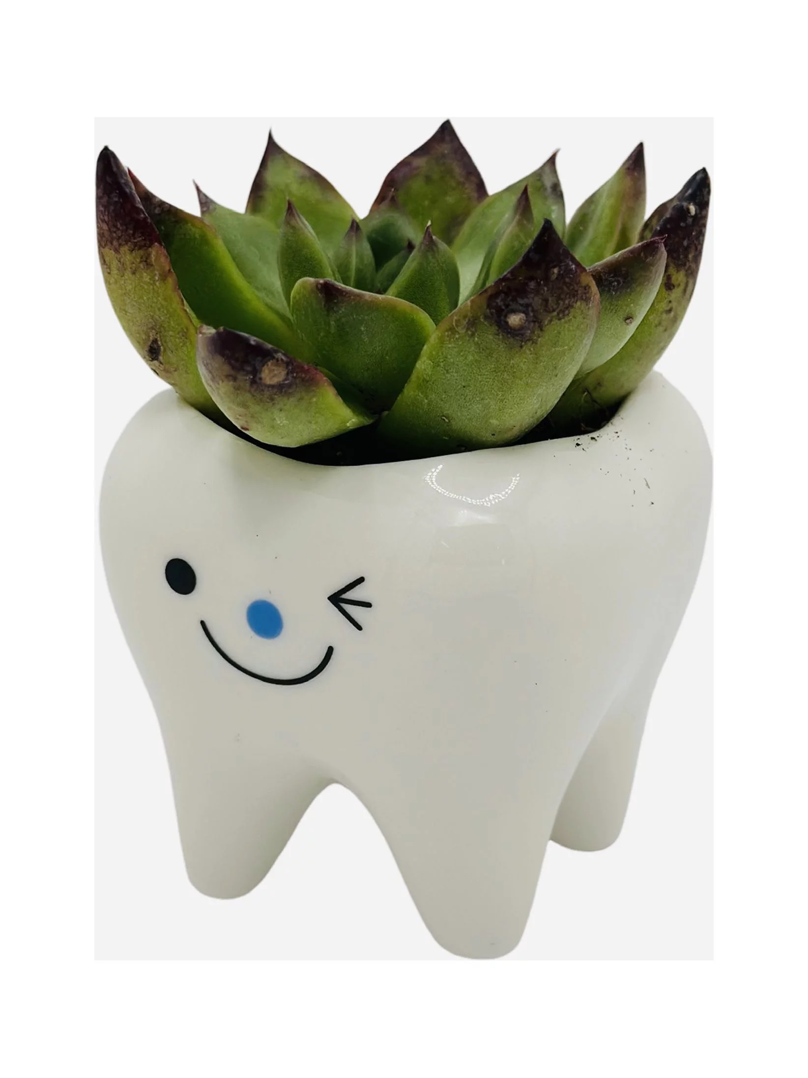 CZ Grain 1 Pot | 3 Inch | Small Succulent Ceramic Teeth Pot, Cute Home and Office Decor (Wink Face)