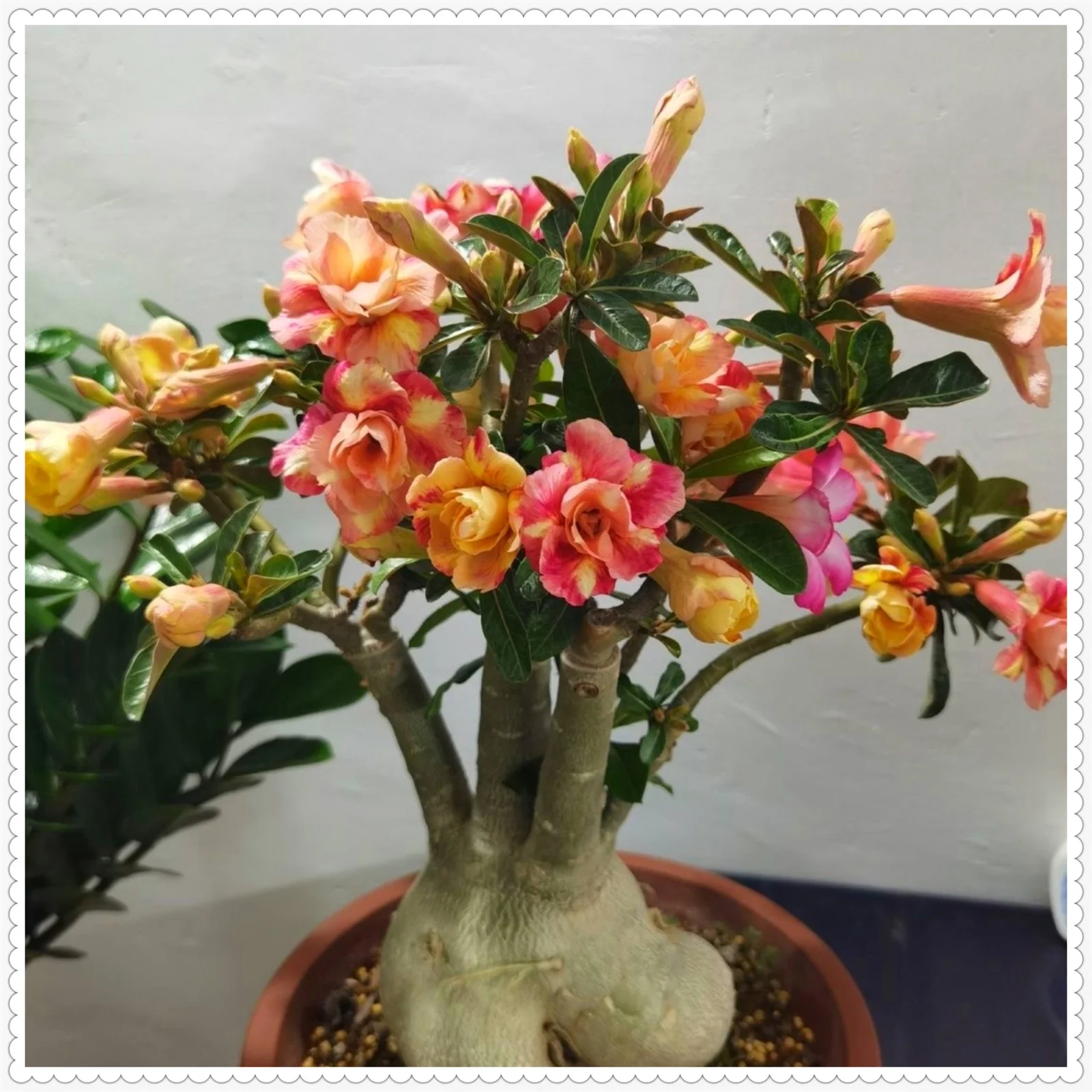 Desert rose bulbs bulk - Desert rose plant live - desert rose plants for sale - desert rose seeds for planting - adenium obesum live plant
