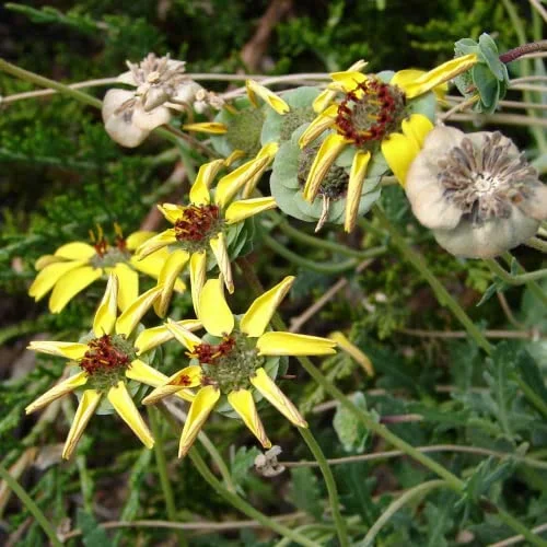 CHUXAY GARDEN 10 Seeds Berlandiera Lyrata,Chocolate Flower, Chocolate Daisy,Lyreleaf Greeneyes Smelling Like Chocolate Showy Perennial Wildflower Long Bloom Time