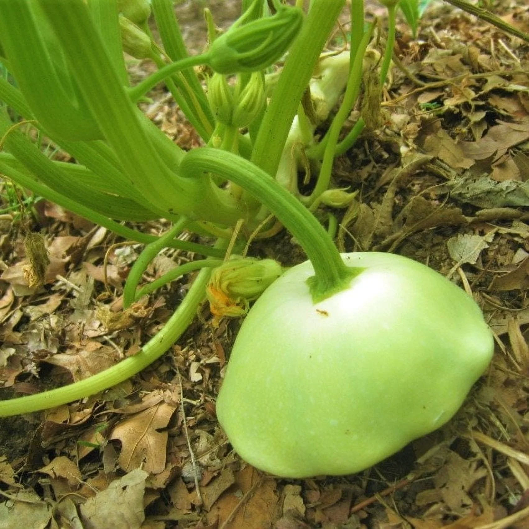 TomorrowSeeds - 3 Colors Mix Patty Pan Squash Seeds - 90+ Count Packet - Yellow, Green Tint, White Bush Scallop Summer Patisson Scallopini Seed For 2024 Season