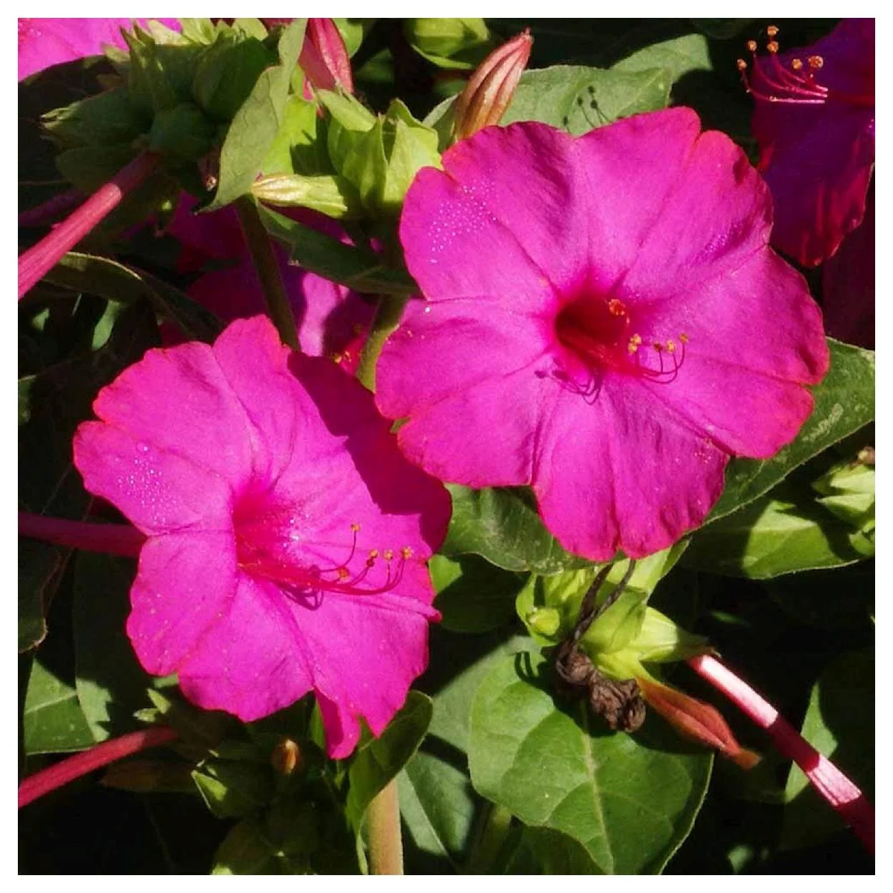 Everwilde Farms - 50 Rose Four O Clock Garden Flower Seeds - Gold Vault Jumbo Bulk Seed Packet