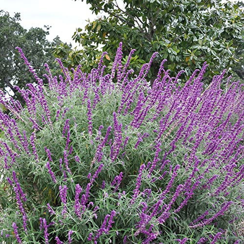 Salvia Leucantha Seeds Mexican Bush Sage Perennial Shrub Cut Flower Fragrant Deer Resistant Drought Tolerant Attracts Pollinators Patio Borders Outdoor 20Pcs Flower Seeds by YEGAOL Garden