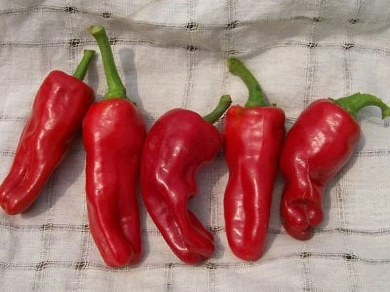 Clovers Garden Melrose Pepper- Non GMO Two (2) Live Plants – Not Seeds – in 3.5 Inch Pots