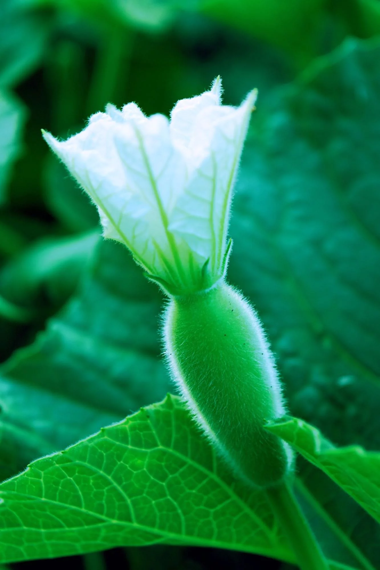 Birdhouse Bottle Gourd Seeds/ Annual/ Full Sun/10 Seeds/ Zellajake Farm and Garden - B110