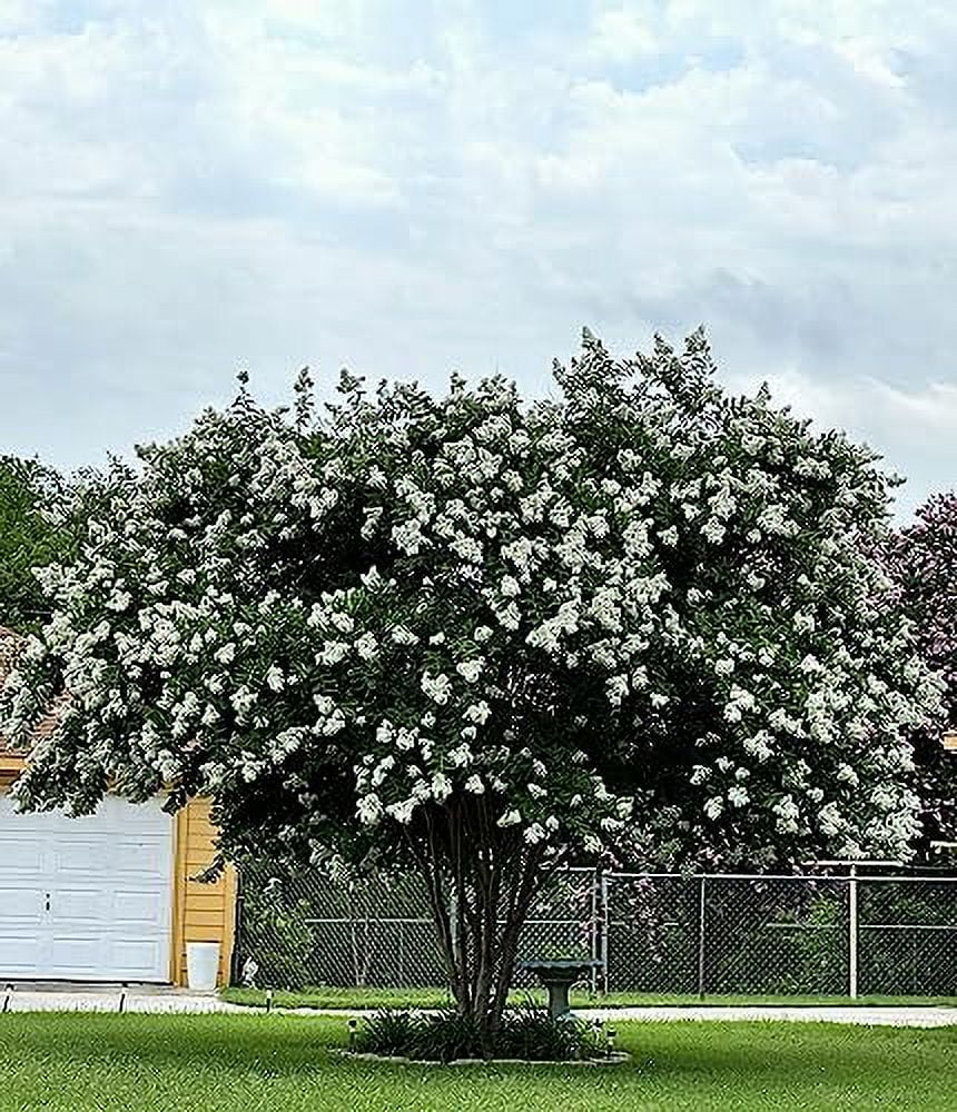 6 Pack - Natchez (White) Crape Myrtle Trees