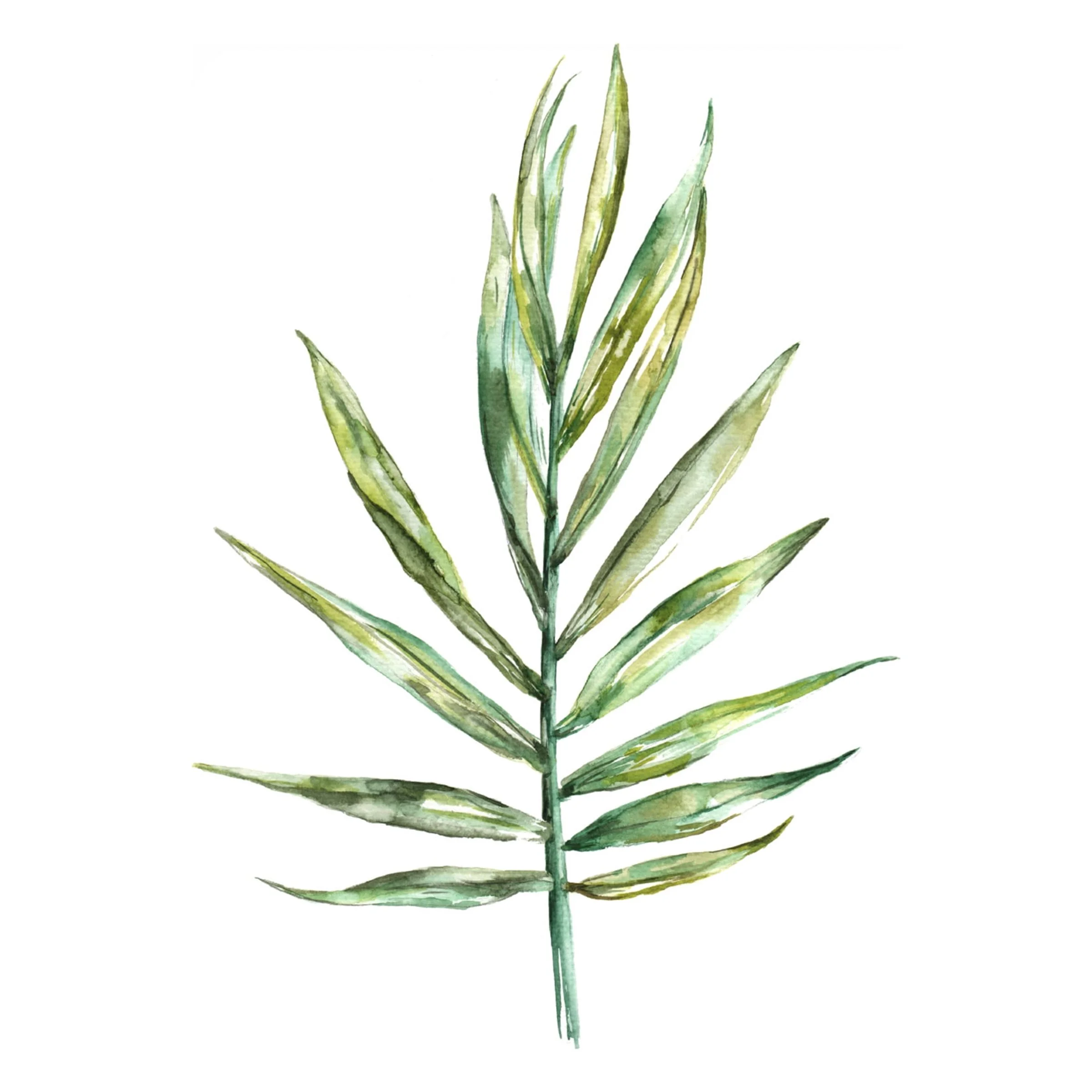 Kokoma 'Areca palm leaf' Canvas Art