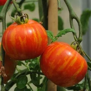 CLovers Garden Mr. Stripey Tomato Plant – Two (2) Live Plants –Not Seeds– Each 5
