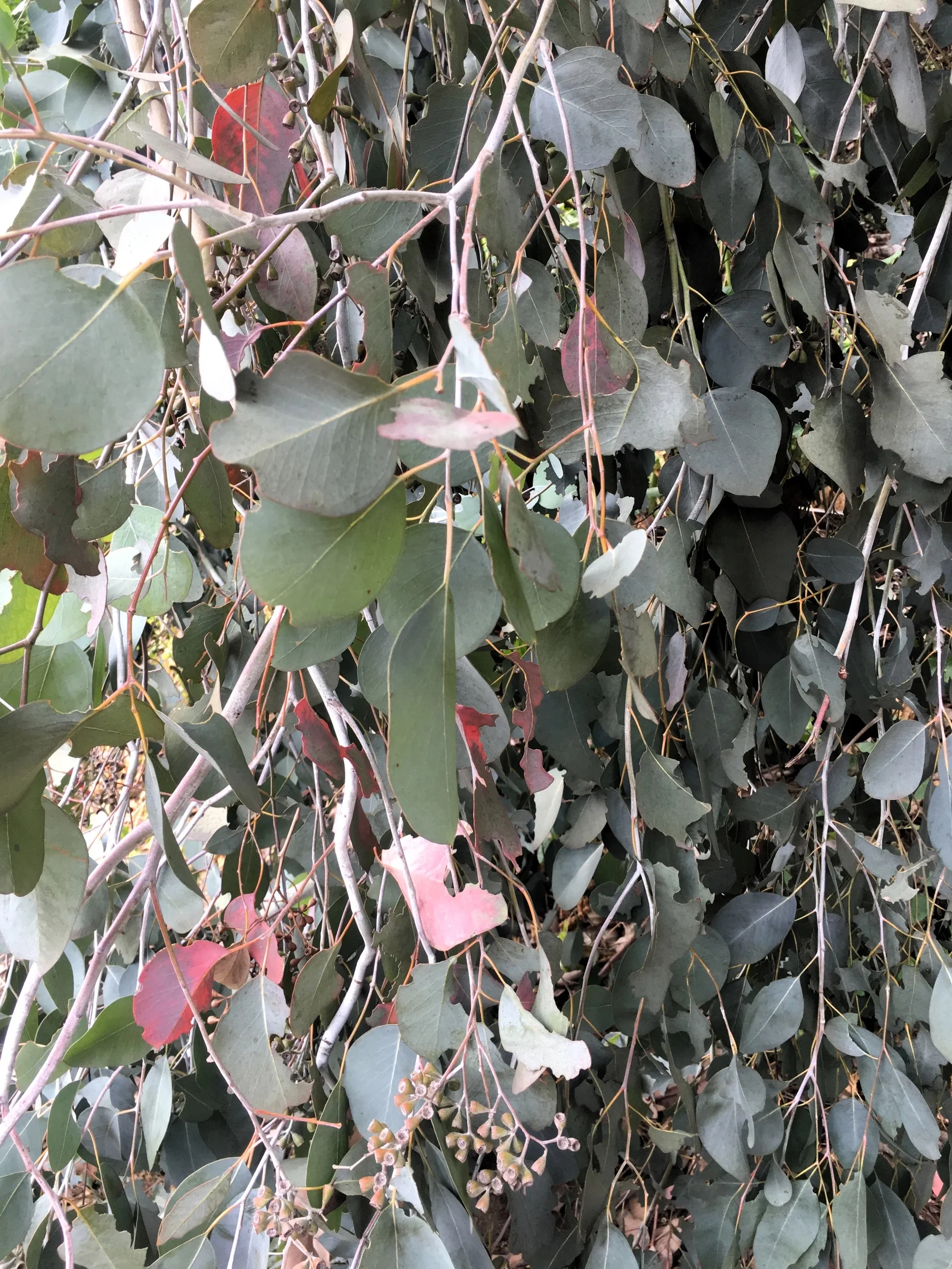 50 RED FLOWERING EUCALYPTUS Sideroxylon Mugga Ironbark Tree Seeds