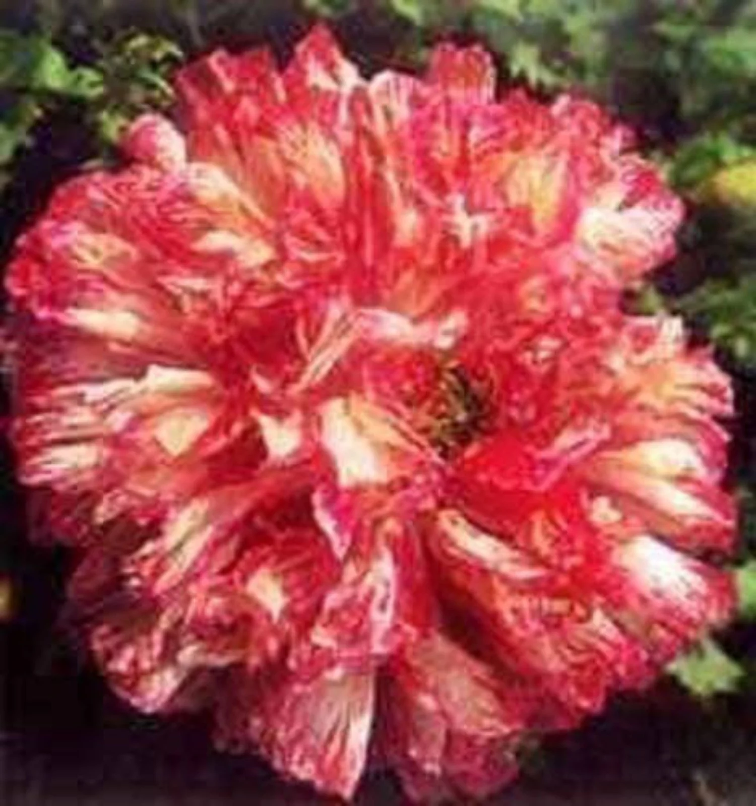 100 Seeds Flemish Antique PEONY POPPY MIXED Colors  Papaver Peoniflorum Flower Seeds