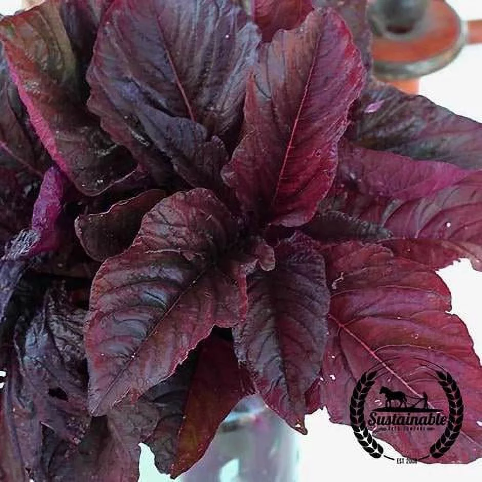 Midnight Red Amaranth - 7 g ~8,500 Seeds - Heirloom, Open Pollinated, Non-GMO, Farm & Vegetable Gardening & Micro Greens Seeds