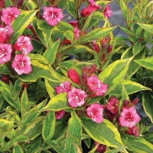 Pixies Gardens French Lace Weigela 3 Gallon