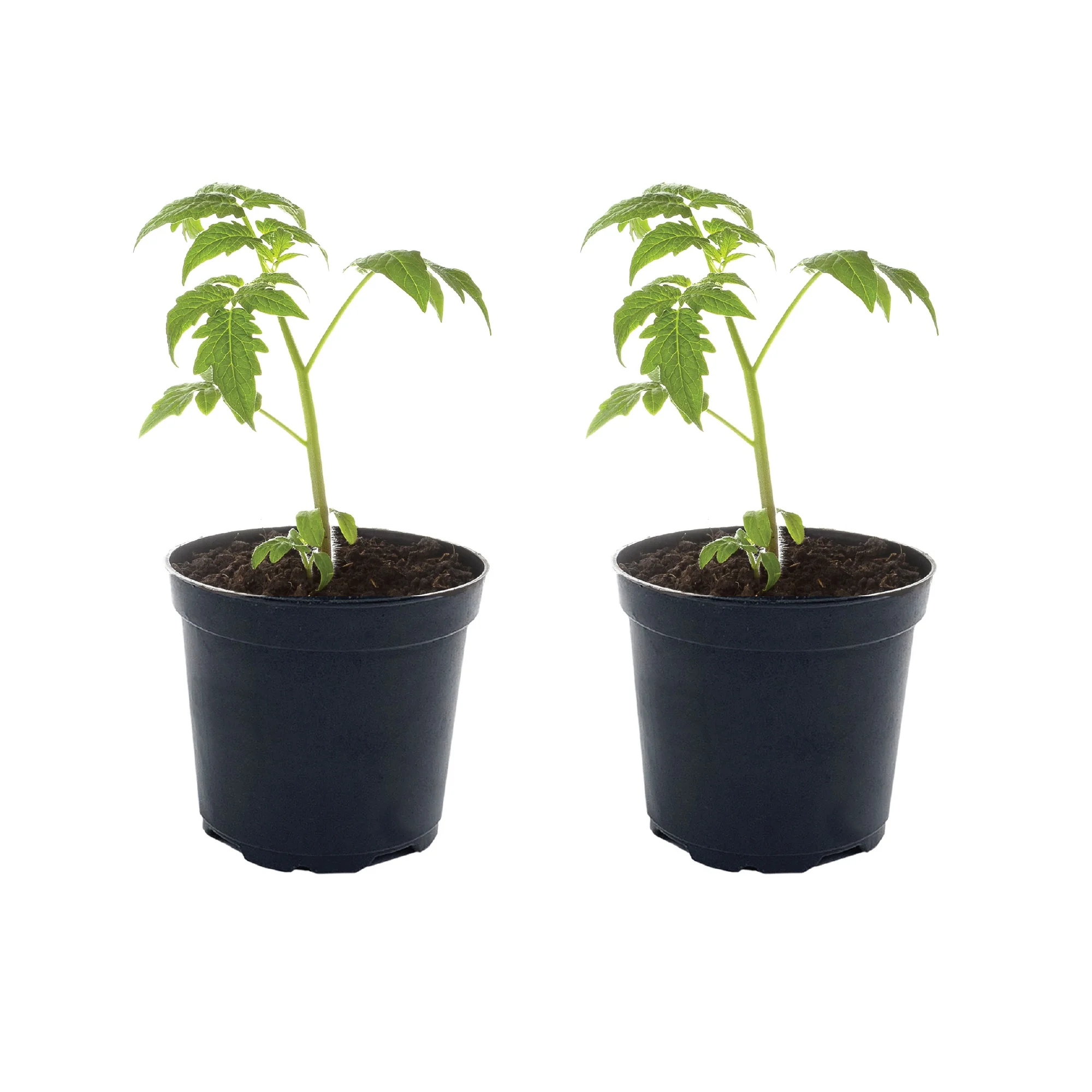 Ferry-Morse Plantlings Plus 4-6