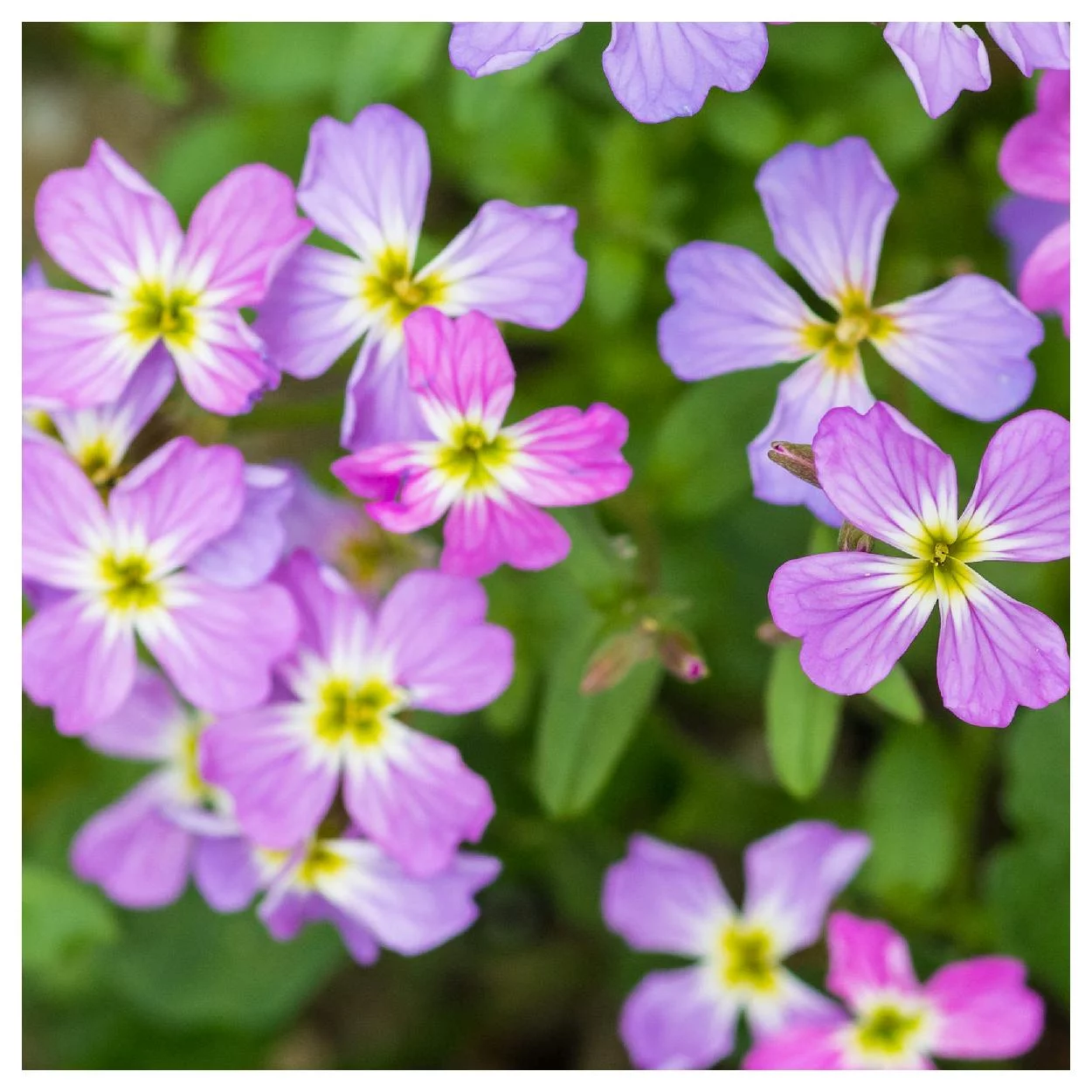 Everwilde Farms - 2000 Virginia Stock Garden Flower Seeds - Gold Vault Jumbo Bulk Seed Packet