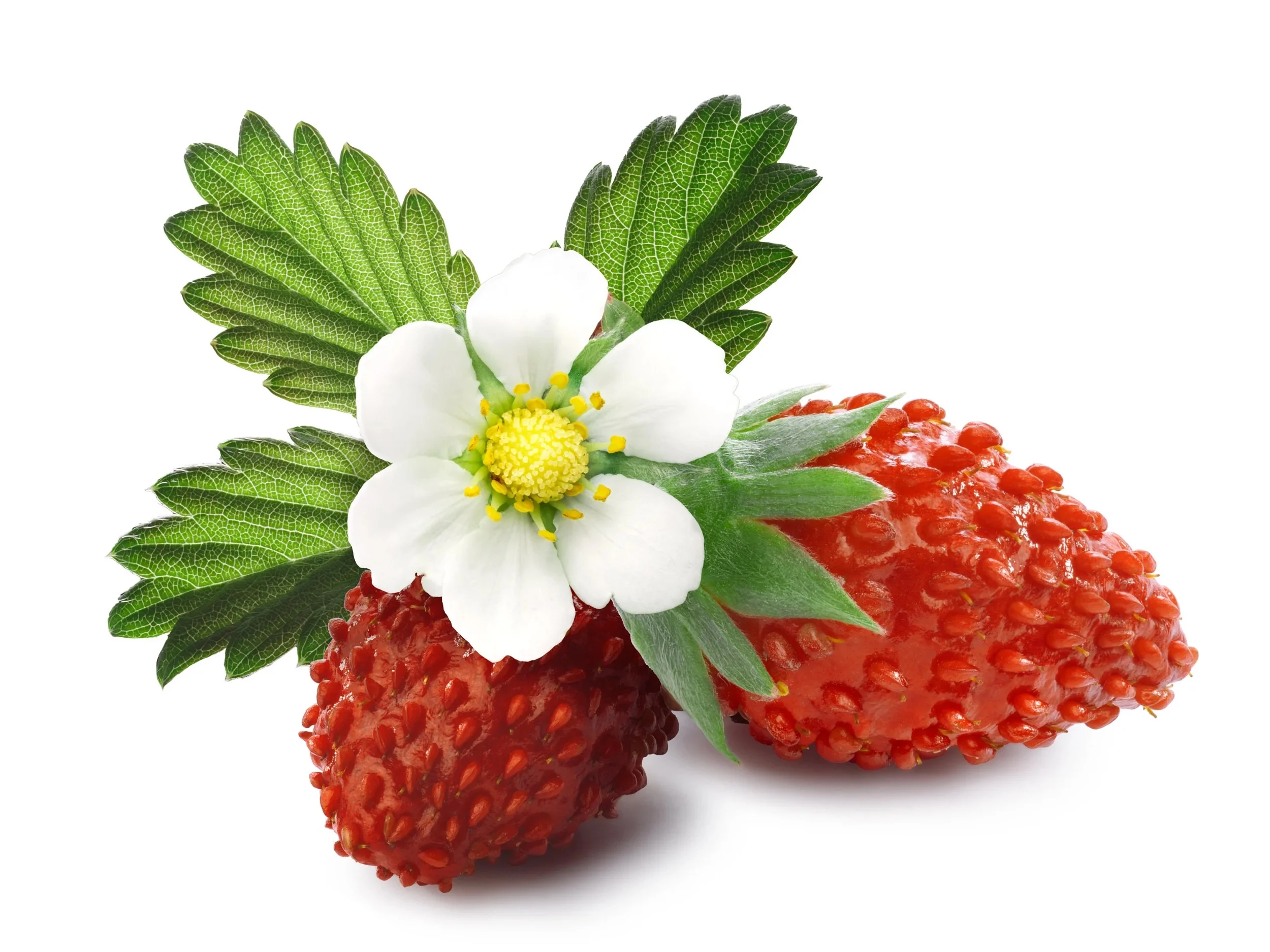 60 Seeds RUEGEN STRAWBERRY Everbearing Alpine Fragaria Vesca Red Berry Fruit White Flower Seeds