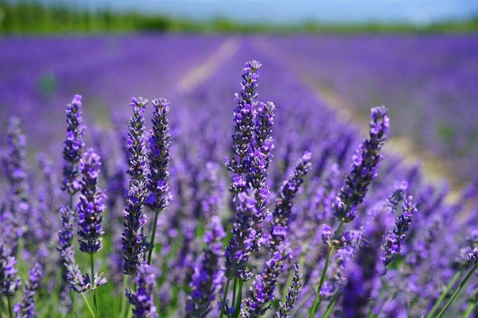Lavender Seeds - Common English | 800+ Non-GMO Garden Seeds