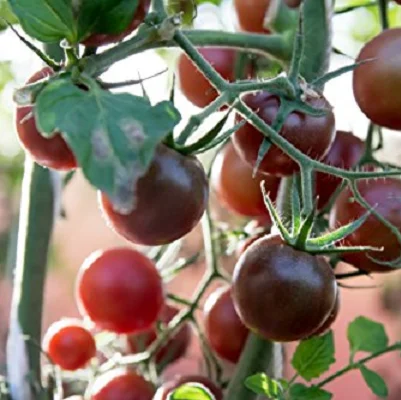 Black Prince Tomato Plants | Two Live Garden Plants | Non-GMO, Heirloom, Indeterminate