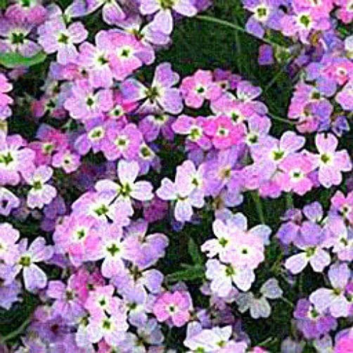 4000 VIRGINIA STOCK Malcolmia Maritima Flower Seeds