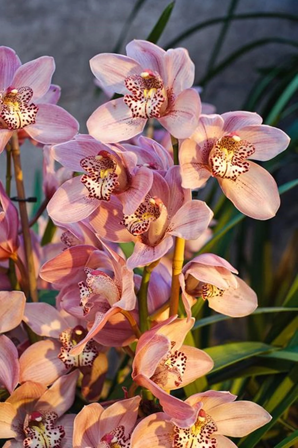 Cymbidium Bulbs for planting,Pots to Grow,Indoor or Out door,Simple to Grow,Fall or Spring,Surprise(Cymbidium for Planting)