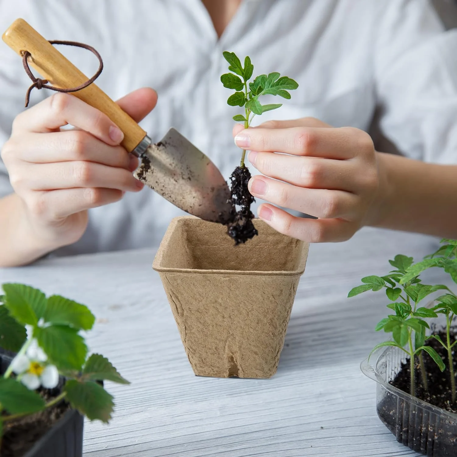 Zhuge 100 Pack 2.4in Square Peat Pots for Seedlings Seed Starter Pots Seedling Nursery Pots for Plants Outdoor Repotting Pots for Spring Garden Planting Growing Flower Vegetable Germination 4 holes