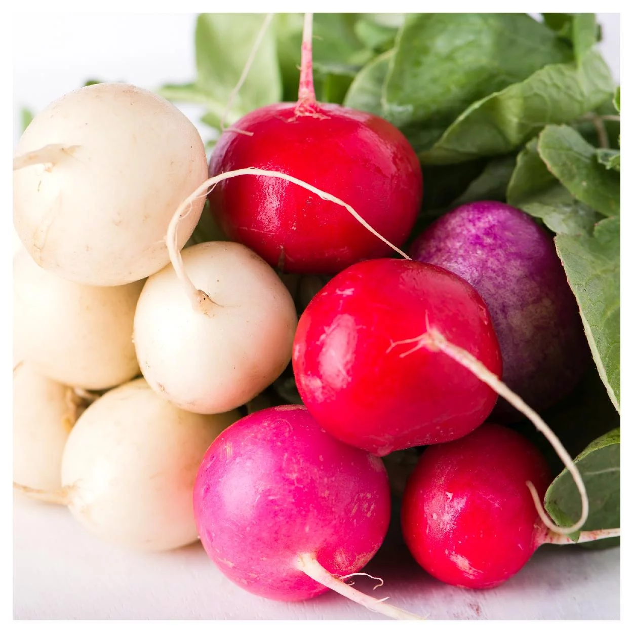 Everwilde Farms - 300 Easter Egg Radish Seeds - Gold Vault Jumbo Bulk Seed Packet