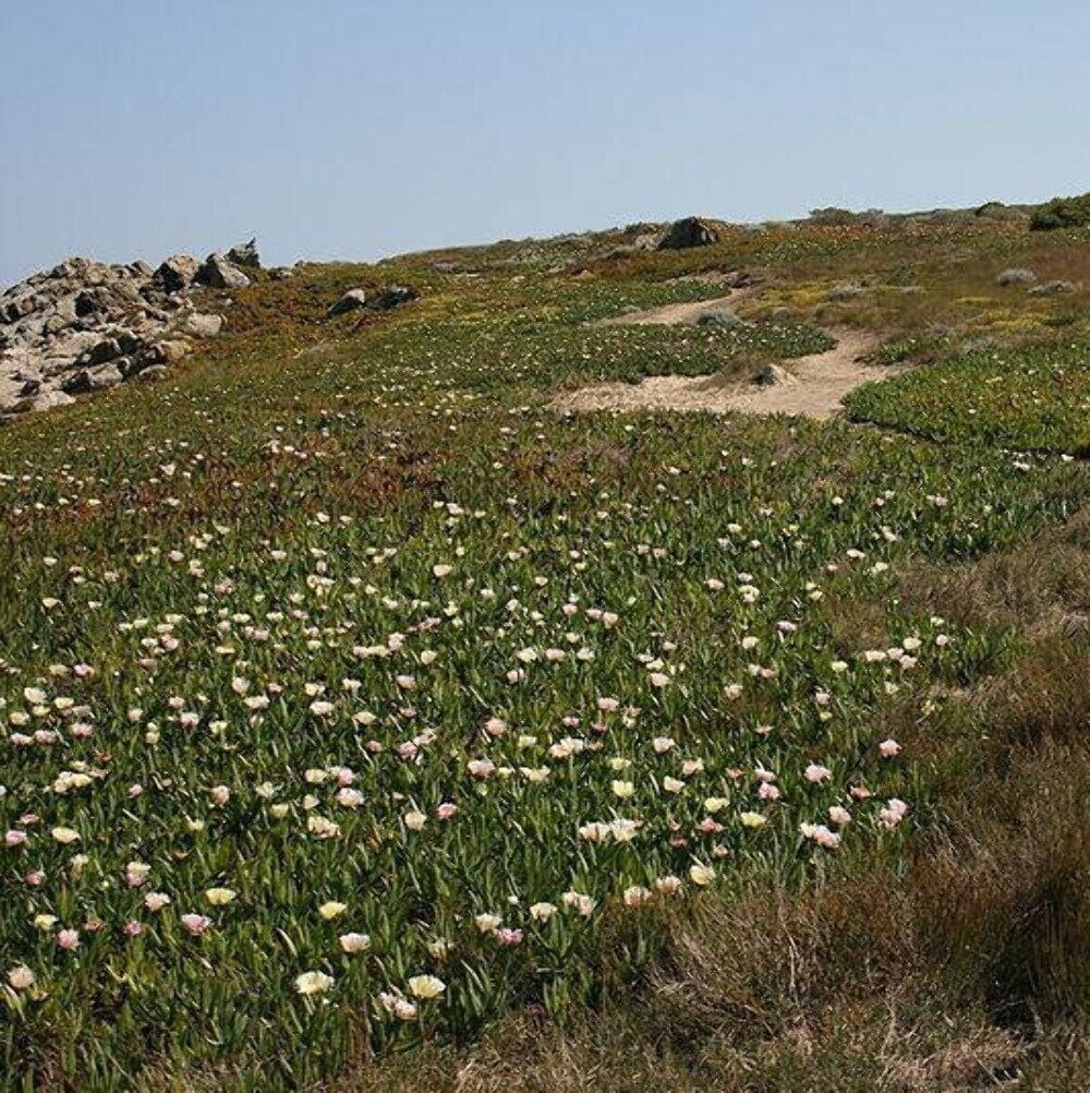 100 White DWARF CREEPING DAISY Chrysanthemum Paludosum Flower Seeds