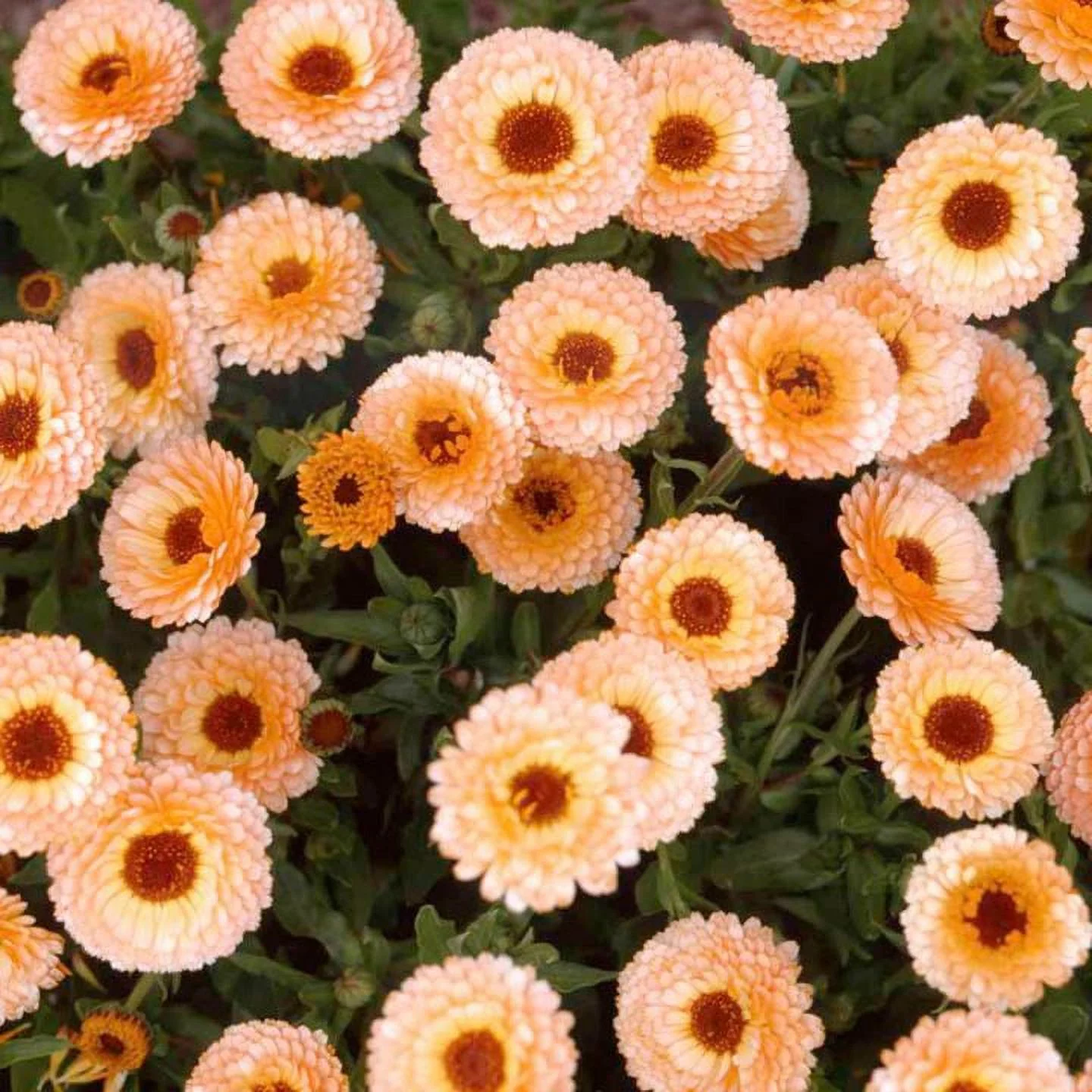Calendula Seeds - Pink Surprise - Packet - Pink/Orange Flower Seeds,  Heirloom Seed  Attracts Bees, Attracts Butterflies, Attracts Pollinators, Easy to Grow & Maintain, Edible, Extended Bloom Time