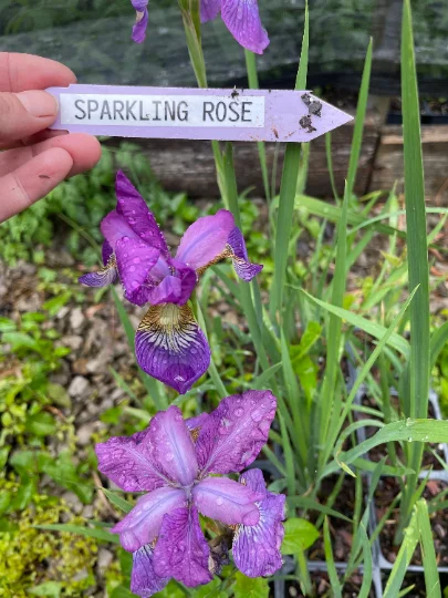 2 Sparkling Rose Sibirica Iris - Iris in separate 3.5 inch containers