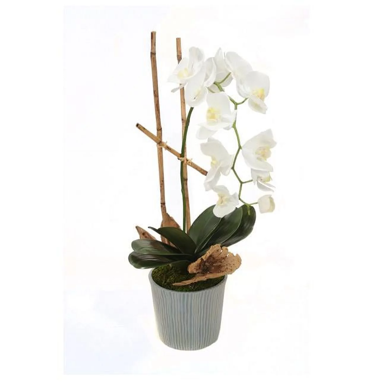 Disttive Designs 30005 Unisex Phaeanopsis Orchid with Foliage in Blue Ridge Pot - White