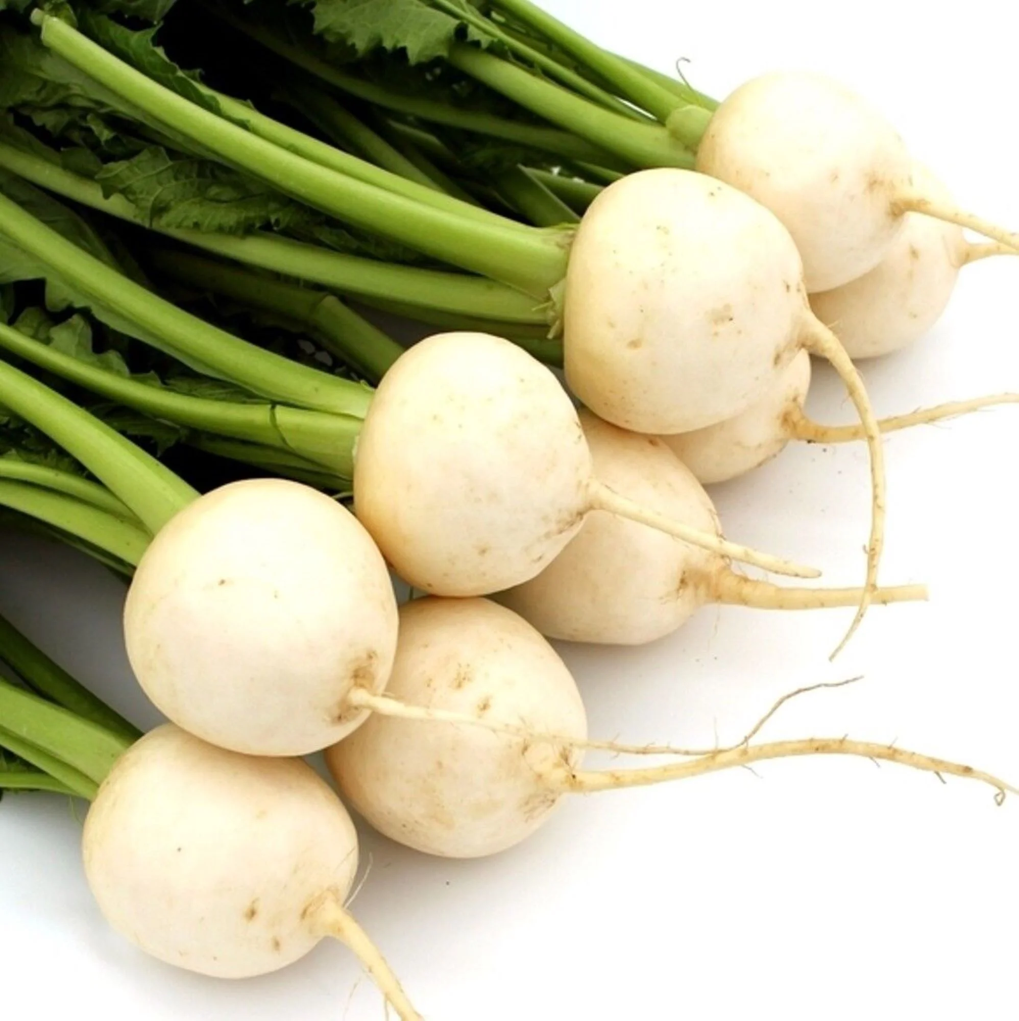 Shogoin Turnip Seeds/ Annual/ Full Sun/ 200 Seeds 1/2 Gram/ Zellajake Farm and Garden - B186