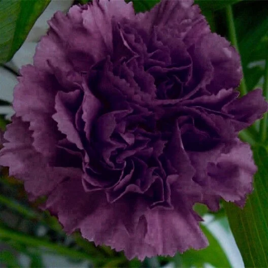30+ CARNATION GRENADIN KING OF THE BLACKS / FRAGRANT PERENNIAL FLOWER SEEDS