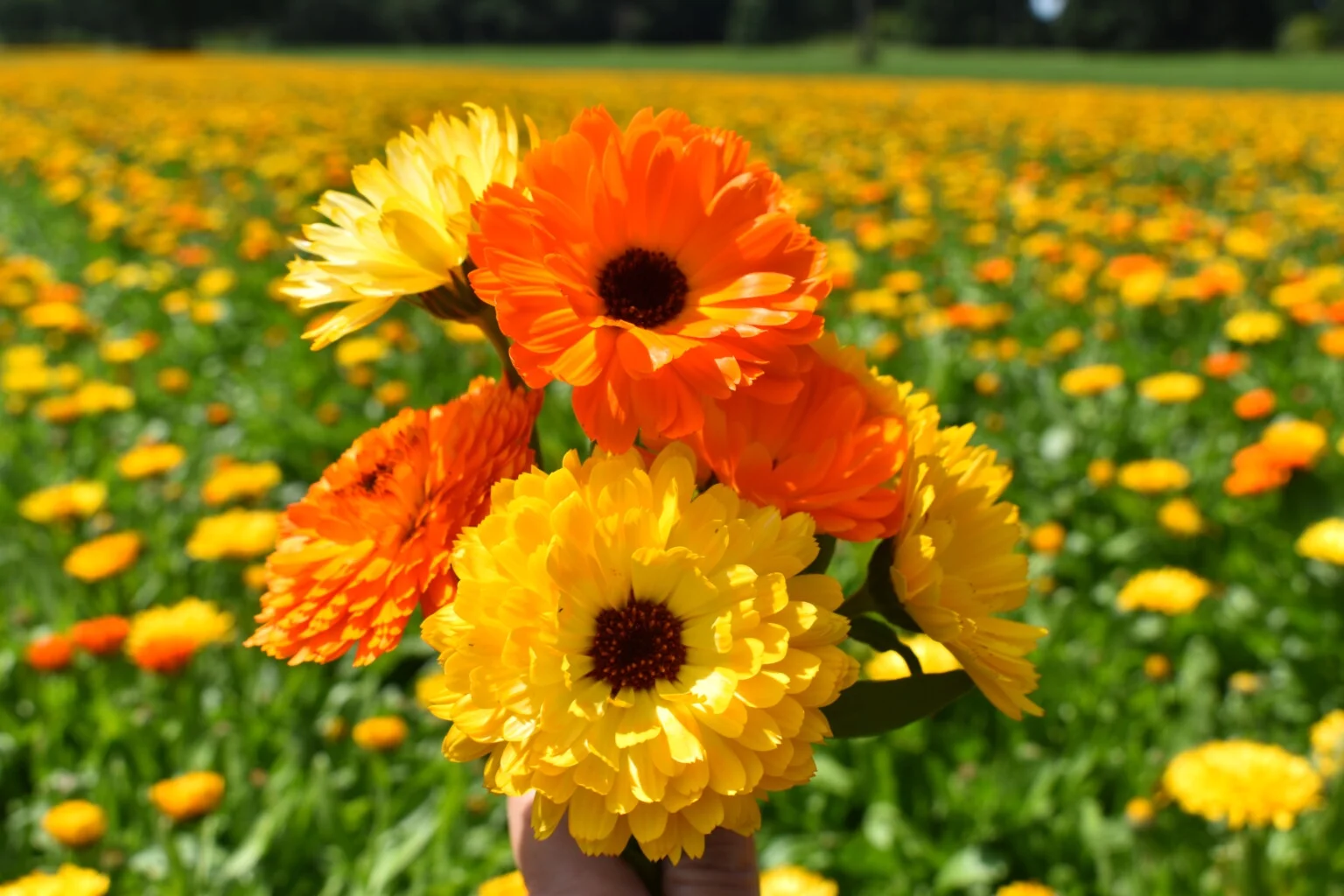 Calendula Fancy Mix 100 Flower Seeds. Newly Harvested, Beautiful Vivid Golden and Orange Blooms.